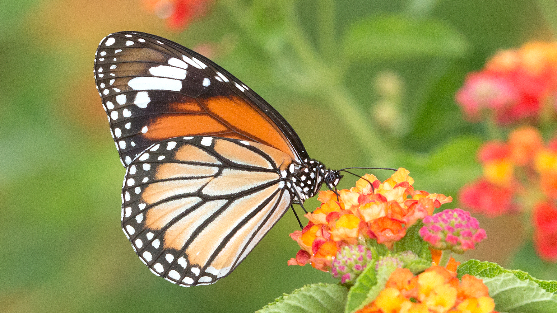 butterflies